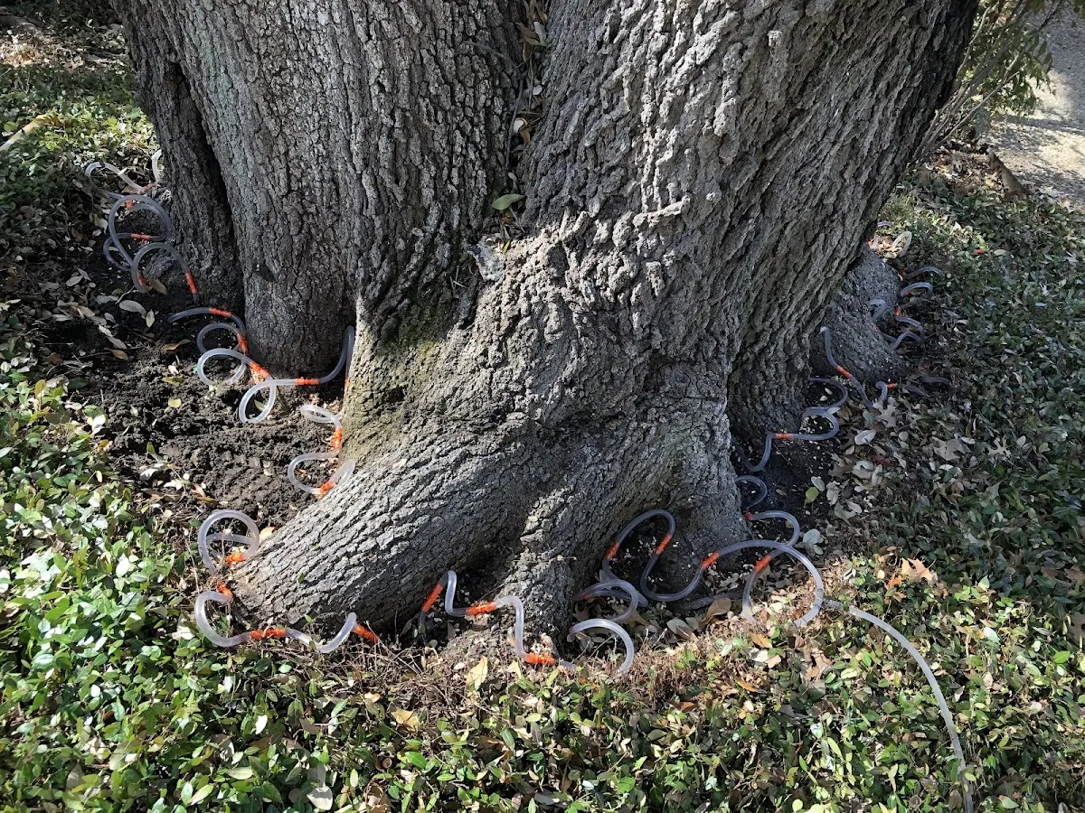 Detailed Tree Cabling and Bracing job site in Foster